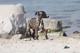 WHIPPET 301